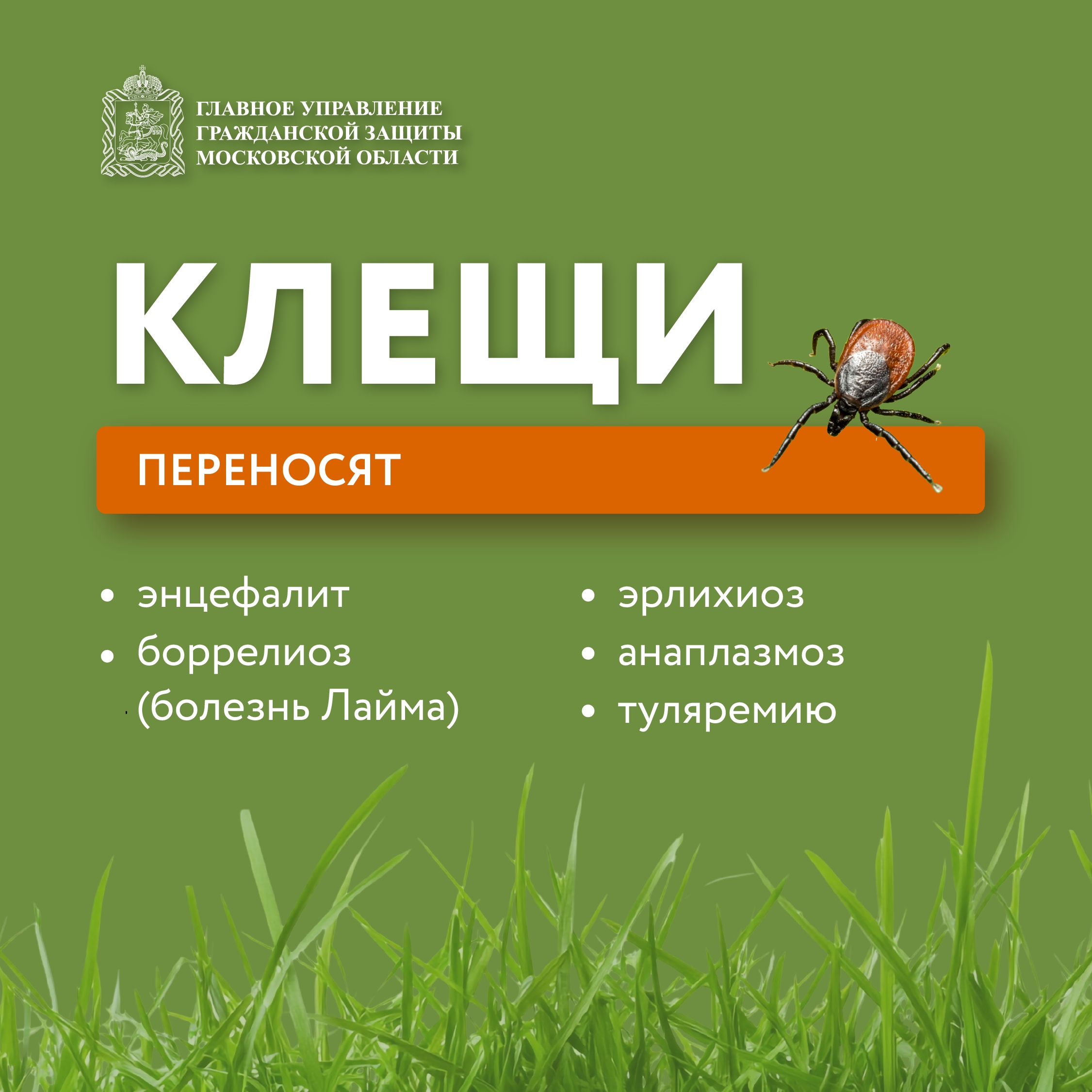 🌱 Май и июнь — пик активности клещей!